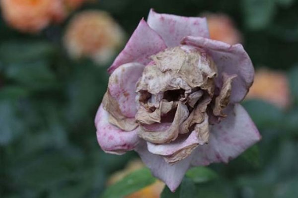 rose_skull