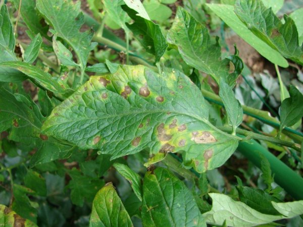 a_paradicsom-alternaria