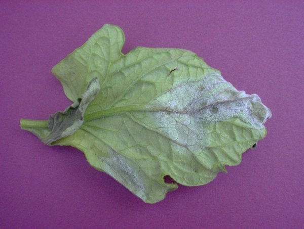 a_paradicsom-fitoftora