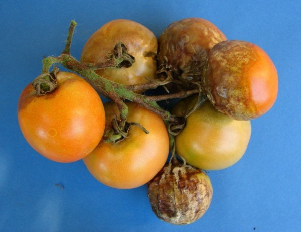 a_paradicsom-fitoftora01