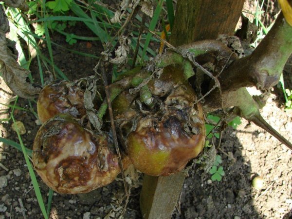 a_paradicsom-fitoftora02