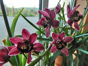 orhidea_04